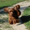 Ch Remedi 's Heartbeat of  America
                " Chevi"