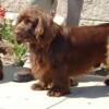 Ch Remedi Fastrax Heart O Gold
                   " Midas "