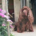 Ch Remedi's Sodalite

" Soda"
9/11/98 - 10/22/2011

Noelle & Jasper