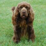 GCh Wild Cherry Remedi In My World 

 "Bill"

Desi & Ch Tailsen's Steppin Stones at Comp