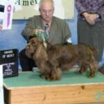 Magic - Award of Merit at the 2008 National Specialty  and Group placing dog. 
2011 Select Dog Columbus IN following National 
GCh Remedi's Mouawad Magic