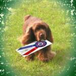 Doc - BIS Ch. Remedi's Medicyne Man ROMX CGC TDI ~  #1 All Systems 2007 , Top 20 Sporting Dog 2007 