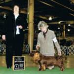 Skye 
 GCh Remedi's Aurora Borealis