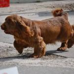 Glick
Russian Champion, RKF Champion,

Russian Junior Champion, Champion and Grand Champion of Bulgaria, Balcan Countries Champion,

5 x CAC, 7 х Best Junior, 7x BOB, 5 x CACIB, BIG-1, BIS-4, Best of Breed on Eurazia -2014

Best puppy, BISP-2

Best Junior & BOB  on International show "Eurazia-2014"

Best of Breed on Internatinal show "Russia-2014"
