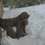 Desi teaching pups to hunt