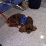 Here I am  between planes waiting at the Denver Airport. I like dad's plane a lot better then these big ones.  !