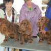 Tucker, Cider and Canyon at dog show