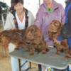 Cider and brothers at their first dog show