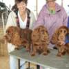 Thunder, Cider and Canyon at dog show