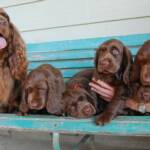 Dad and puppies